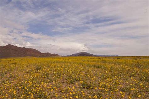 Maybe you would like to learn more about one of these? Death Valley Wildflower Report - DesertUSA