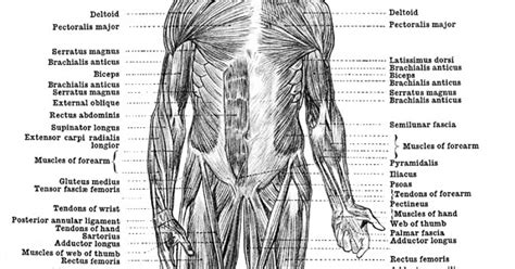 Human Anatomy Muscles Clip Art 102216 Vector Clip Art Free Clip Art