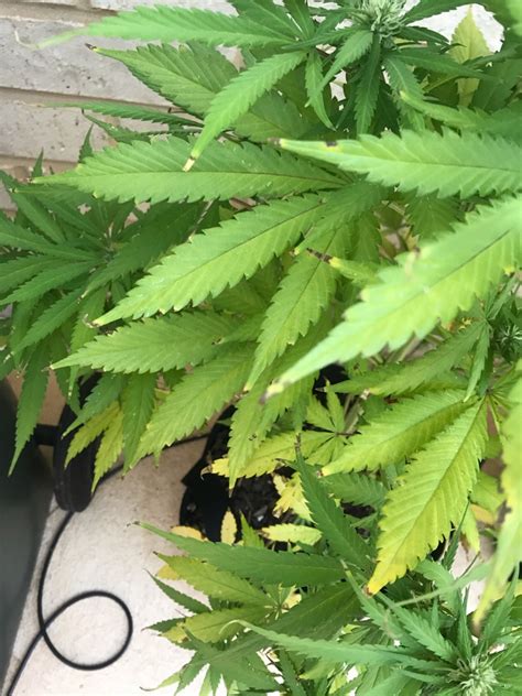 Black spot disease is the scourge of rose growers. Black spots on leaves | Grasscity Forums - The #1 ...