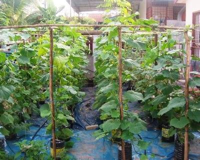 Pohon buah 66.831 views7 months ago. Menjana Arah Tuju Sendiri: Tanam Timun