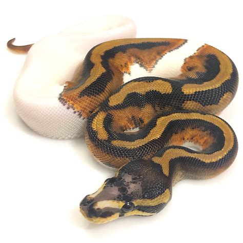 Scaleless Head Piebald Ball Python By Trademark Exotics Morphmarket