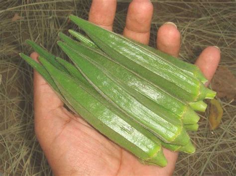 Let's find out about all about okra, or lady's finger, benefits during pregnancy. Okra - Lady's Fingers | Nature, Cultural, and Travel ...