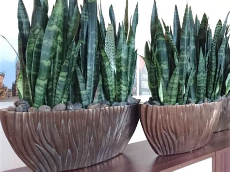 Popular pots for cactus of good quality and at affordable prices you can buy on aliexpress. Sansevieria zeylanica (Ceylon Bowstring Hemp) | World of ...
