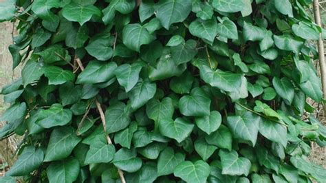 9 Different Types Of Ivy Plants With Images