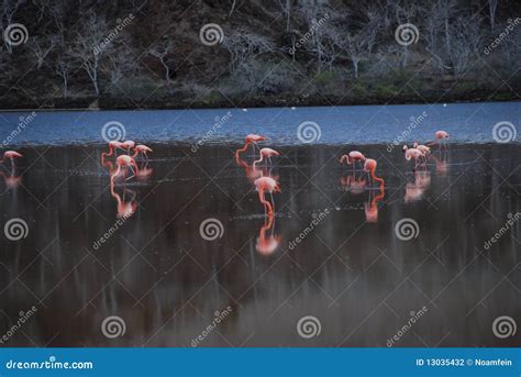 Pink Flamingos Lying On Sand At Zoo Surveillance Of Wild Birds In