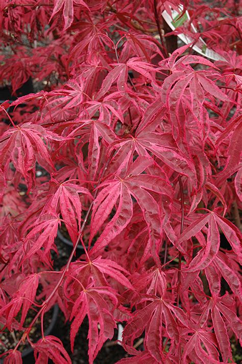This is maple with a moderate growth rate, it will reach to around 5 metres in height over time with similar spread. Shirazz Japanese Maple (Acer palmatum 'Gwen's Rose Delight ...