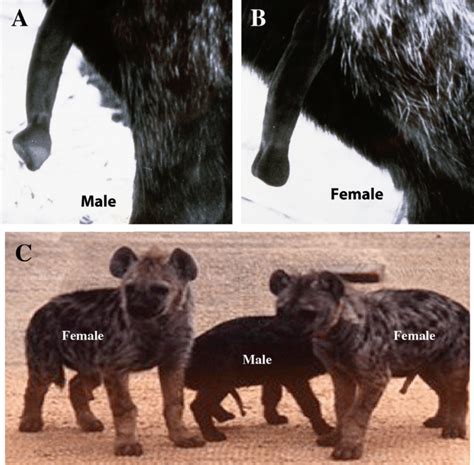 The Adult Erect Hyena Penis A And Clitoris B Note The Distinctive
