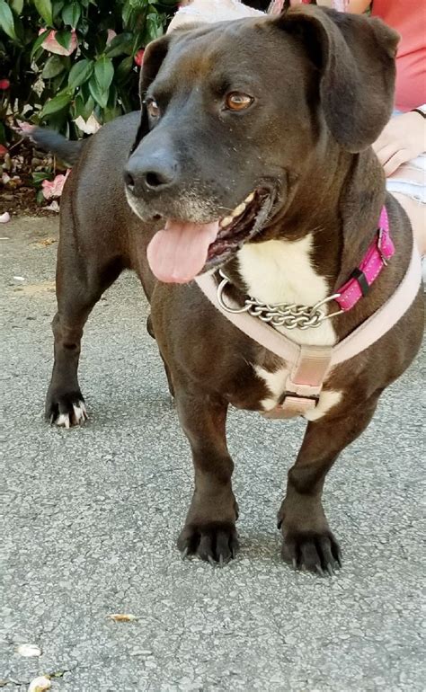 (gpr) is a not for profit, publicly supported organization that works to find homes for unwanted dogs, cats, kittens and puppies. Dog for adoption - Loxy, a Basset Hound & Labrador ...