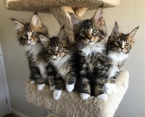 Корм для кошек karmy cухой kitten мэйн кун. Maine Coon Cats For Sale | Central Minneapolis, MN #292325