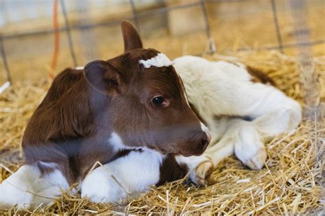Hay Baby Newborn Farm Animals Make Their Zoo Debut Minnesota Public