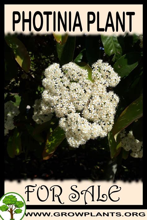 Check spelling or type a new query. Photinia for sale - Grow plants