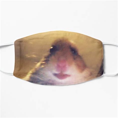 Hamster Cute Pfp Tiktok