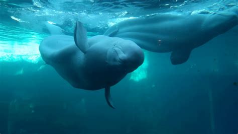 Gay Beluga Whales Mating At Sea World Youtube