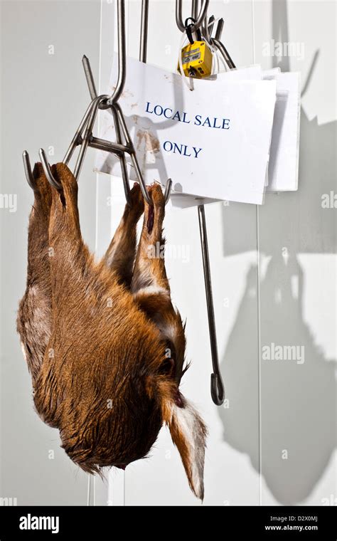 Dead Deer Hang From Hooks In Abattoir Thetford Uk Stock Photo Alamy