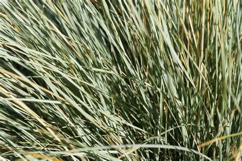 How To Grow And Care For Blue Oat Grass