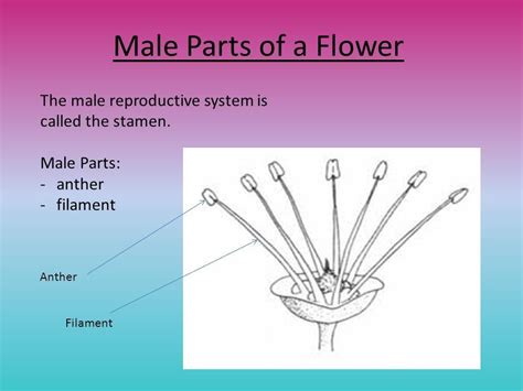 Sexual reproduction is the sole function of flowers, often the showiest part of a plant. what is male reproductive part of flower called - Brainly.in