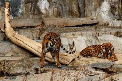 Indochinesischer tiger in anderen sprachen: Raubkatzen - indochinesischer tiger fotos