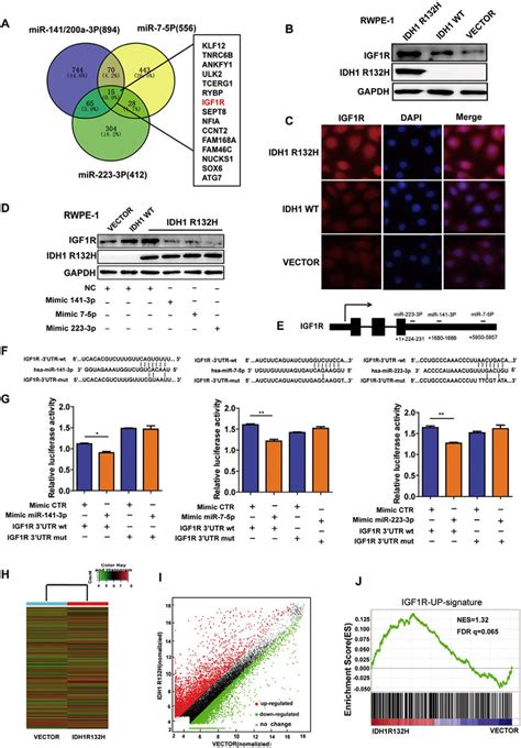 Idh1r132h Downregulated Mirnas Lead To Increased Igf1r Expression A