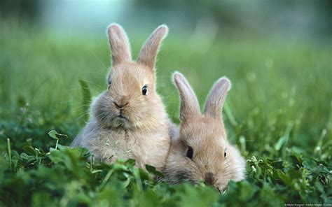 Baby Bunny Wallpapers Wallpaper Cave