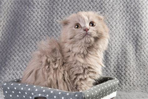 Premium Photo Scottish Fold Highland Fold Kitten Gray Fluffy Cat