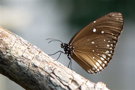 Brown Butterfly | Sibyllogy.com