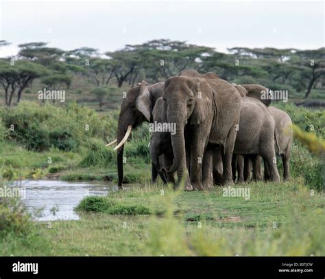 Tanzania Ngorongoro Conservation Area Ndutu A Herd Of Elephants
