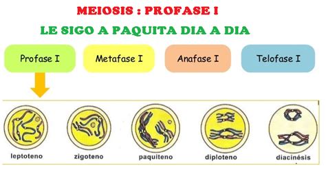 Fases De La Meiosis Profase 1 Dinami