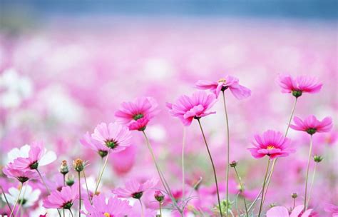 Beautiful Flower Background Wallpaper