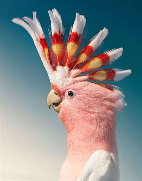 Jika burung ini jika berbunyi di dekat rumah mu atau lingkungan mu burung ini, namanya emprit (atau prit) gantil. Punya Warna dan Bentuk yang Unik, yuk, Lihat Potret Burung-Burung Langka dari Berbagai Penjuru ...