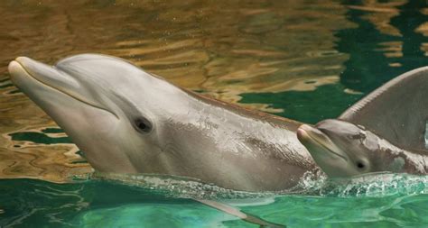 Discovery Cove Celebrates The Birth Of Five Baby Dolphins