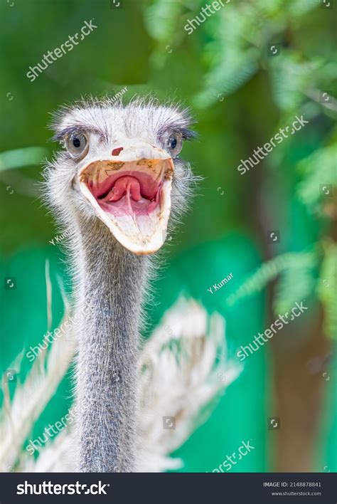 Ostrich Open Mouth Food Stock Photo 2148878841 Shutterstock