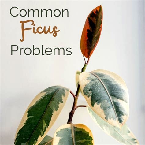 Common Ficus Tree Problems And How To Solve Them Dengarden