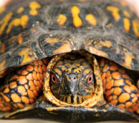 Box Turtle Terrapene Carolina Habitat Diet Britannica