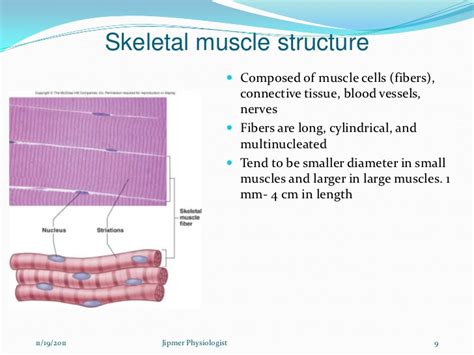 Skeletal Muscle Structure And Function