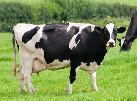 Ketoza Krava I Ovaca Agroportalhr