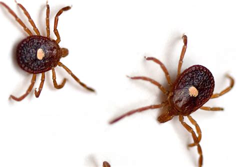 What Do Ticks Look Like A Dog Health Guide