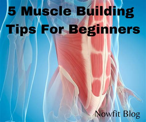 5 Muscle Building Tips For Beginners Nowfit Health And Wellness Coach