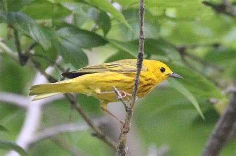 Yellow Warbler Great Bird Pics