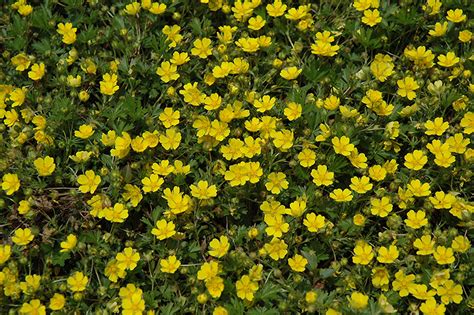 Trueleafmarket.com has been visited by 10k+ users in the past month Spring Cinquefoil (Potentilla neumanniana) in Denver ...