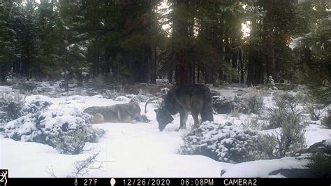 New Pair Of Wolves Spotted In Northern California Ap News
