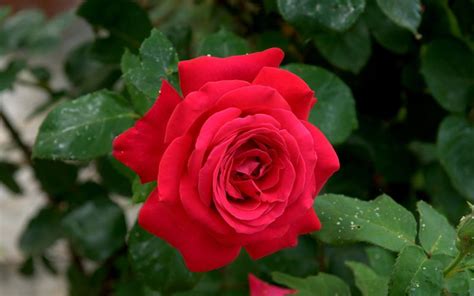 Bunga mawar dikagumi di seluruh dunia karena keindahan dan aromanya. 34+ Contoh Jenis Bunga Mawar yang Wajib Disimak ...