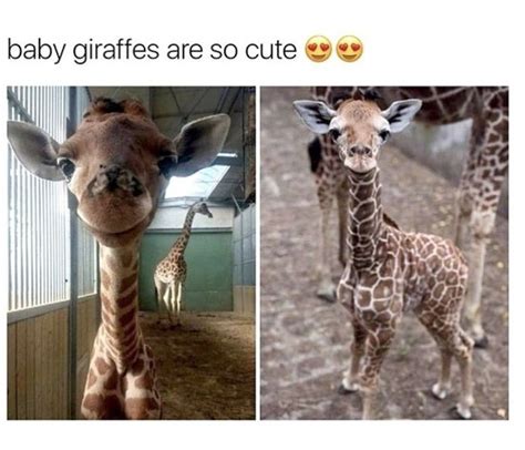 Cute Feel Good Wholesome Meme Dump Baby Giraffe Giraffe Baby Animals