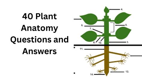 40 Plant Anatomy Questions And Answers Biology Arpan Blog