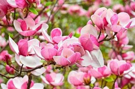 Top 6 Trees With Pink And White Flowers In Spring Birds And Blooms