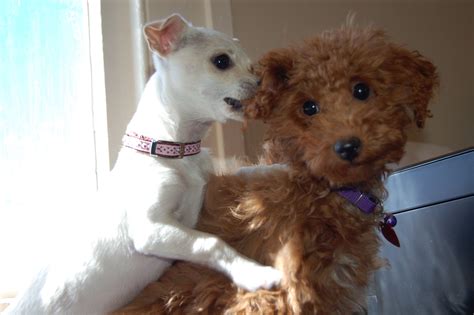 A chihuahua poodle mix is an adorable and courageous small dog. Romeo toy poodle & Toulouse chihuahua mix | Toy poodle ...
