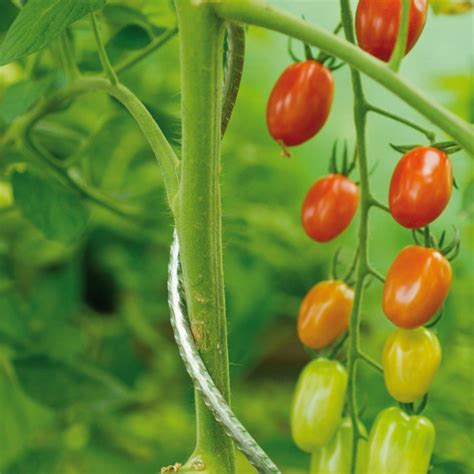 Tuteur Tomates Galvanisé Spirale