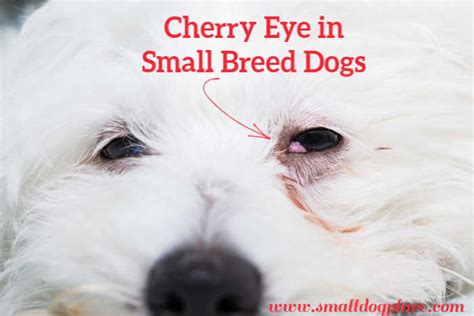 They're so complex and beautiful, yet in some ways, surprisingly my 16 month old english bulldog, has cherry eyes in both eyes…she has lots of eye mucus every morning. Dog Safe Eye Drops For Cherry Eye - apsgeyser
