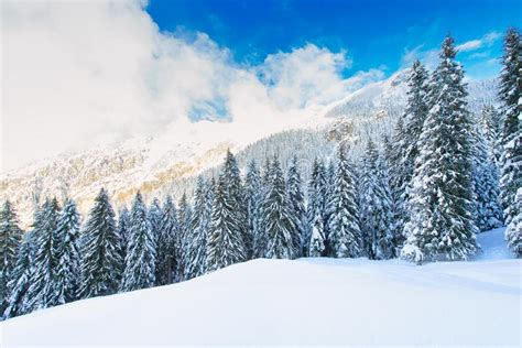 Snowy Winter Mountain Landscape With Fir Trees Stock Image Image Of