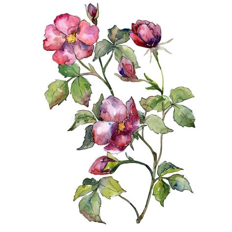 Red Rose Bouquet Watercolor Background Illustration Set Watercolour