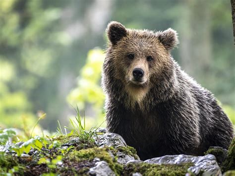 Brown Black Bear Is Standing In Blur Forest Background Bear Hd Desktop
